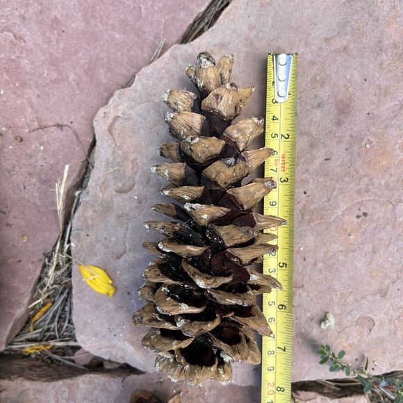 Lot of 20 Golden Giant Long Sugar Pine Cones 7"-9" Freshly Dropped Flagstaff, AZ - Picture 3 of 11